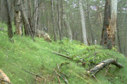 Imagen de archivo de un lobo en el Solsonès.