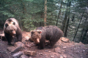 Osos en el Pirineo catalán