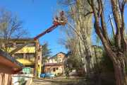 Operaris del servei de parcs i jardins de la Seu talaran aquesta setmana els arbres.