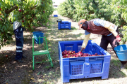 Imagen de temporeros trabajando en una finca de fruta de hueso en Alcarràs.