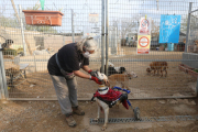 Una voluntaria de Progat en el refugio.