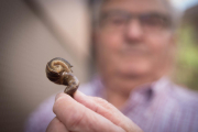 Miquel Grustan, mostrando ayer el caracaol con forma de cuerno. 