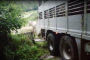 Las primeras vacas llegaron el jueves a Bausen desde Ripoll. 