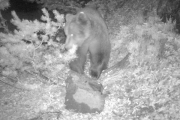 Imagen del oso Cachou comiendo la carroña con repelente. 