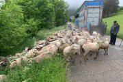 Arribada de ramats a Casau per al reagrupament l’any passat.