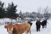 Cavalls a Sort després que els responsables de l’hípica els portessin menjar per alimentar-se.