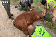 Un dels vedells abatuts amb un dard abans ser traslladat a la granja d’Algerri.