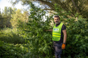 El sargento David Mora muestra una de las plantas. 