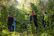 Imagen de la plantación desmantelada el pasado viernes entre Lleida y Corbins. 