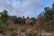 Arbres secs entre altres de sans al Montsec, on les onades de calor al llarg d’aquest estiu han contribuït a delmar els exemplars més debilitats.