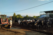 El ganadero Manel Olsina en su explotación de bovino de leche, en Tremp.