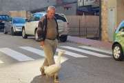 L’oca Gertrudis passejava sempre amb Juan Sala, el seu propietari, per Martinet.