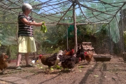 Una veïna de les Valls d’Aguilar alimenta amb sobres gallines que cria per a consum propi.