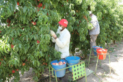 Imagen de archivo de trabajadores en la pasada campaña de la fruta.