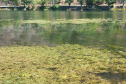 La proliferación de la elodea canadiense se ha visto favorecida por la sequía.