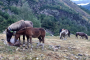 A l’esquerra, un cavall amb un dels collars GPS que s’han desplegat al Pallars Sobirà.