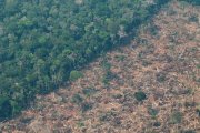 Plantarán más de 10.000 árboles en la Amazonía de Brasil en la lucha climática