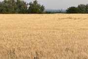 Un camp de cereals malmès per l’onada de calor a Menàrguens.