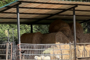 Los tres animales en el cercado de la granja de Les donde iniciaron su adaptación al ganado.