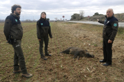 Agents Rurals al costat d’un senglar atropellat a la carretera C-12 entre Lleida i Corbins.