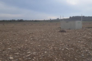 Una de las fincas de Verdú donde los conejos han arrasado con la plantación de cereal.