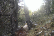 Imagen de un lobo captado a finales de 2021 por una cámara de fototrampeo en el Parc Natural de l’Alt Pirineu en Alins.