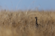 Un ejemplar de sisón en una zona de secano del Segarra-Garrigues.