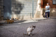 La colònia número 11 (amb 10 gats), custodiada per la voluntària Basilisa García al carrer del Castell Baix de les Borges.
