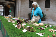 La exposición en el patio del IEI recopila más de 90 especies de setas de las comarcas leridanas. 