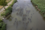 L’ajuntament contractarà la setmana que ve una empresa per netejar les algues de la canalització.