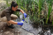 Una trabajadora de Arimat SL lanza una bacteria que elimina las larvas de mosquito en La Mitjana.  