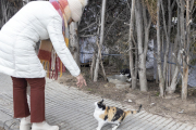 Una veïna de Guissona, davant d’un dels gats de carrer que viuen en aquesta localitat de la Segarra.