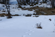 Huellas del oso en Tavascan el pasado fin de semana. 