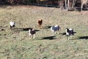 “Els animals envaeixen sense control finques privades” - Veïns de Junyent i Castellàs del Cantó asseguren que cavalls i eugues “envaeixen finques privades sense control”, com es pot veure a la imatge. La fauna salvatge, principalment els ...