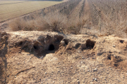 Guaridas de conejo en una zona agrícola de Ponent