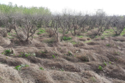 Males herbes seques en una finca abandonada de la partida Cunillàs.