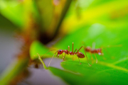 Imatge d'arxiu d'una formiga roja.