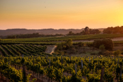 Les vinyes del celler ubicades a la Pobla de Cérvoles.