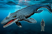 un ‘monstre’. Una de les dents del Liopleurodon. 