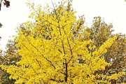 Ginkgo biloba. Plantat a la plaça Víctor Siurana de la UdL, prové del Ginkgo adiantoides, de l'època dels dinosaures.