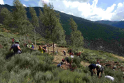 Ginestarre. A la imatge, un dels torns de voluntaris treballant i netejant el bosc de Ginestarre, al Pallars Sobirà.