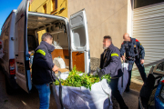 Els Mossos d’Esquadra, ahir al migdia amb algunes de les plantes decomissades.