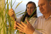 Teresa Capell i Paul Christou, líders de la investigació.