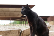 El Cattus, al Parc Arqueològic de Iesso, i a la dreta, ‘descansant’ mentre l’equip del museu treballa.