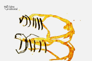 Borinots