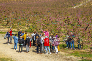 Visitants van recórrer ahir els camps florits a Aitona.