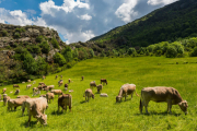 El pla aposta per reforçar la cadena de valor de la ramaderia extensiva.