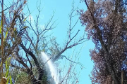 Els bombers apagant el foc en un arbre de la Mitjana.