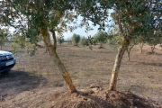 El tronc de dos oliveres rosegades pels conills en una finca d’Arbeca.