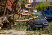 L’arbre va caure el 13 d’abril del 2023 en un carrer de la Mariola.